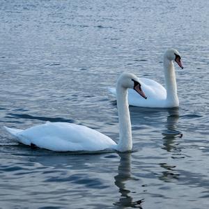 Mute Swan