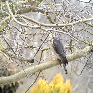 Eurasian Sparrowhawk