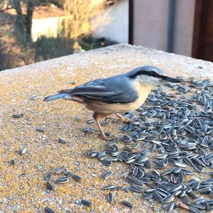 Wood Nuthatch