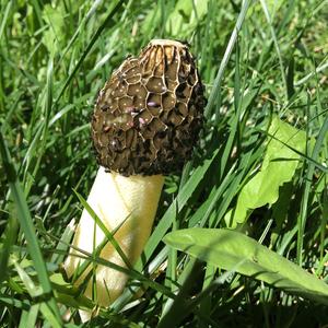 Stinkhorn, Common