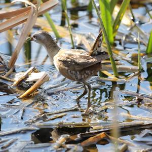 Little Crake