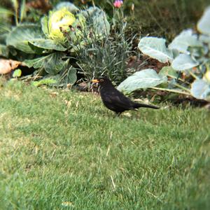 Eurasian Blackbird