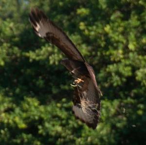 Common Buzzard