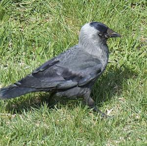 Eurasian Jackdaw