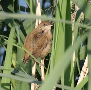 Eurasian Reed-warbler