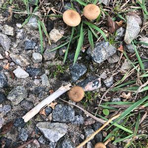 Fairy Ring Mushroom