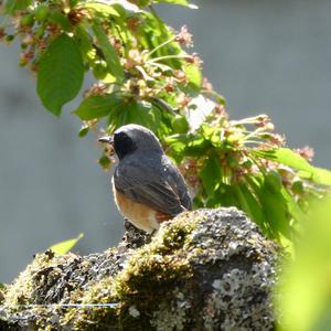 Common Redstart