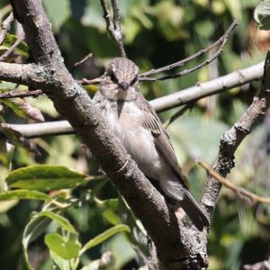 Spotted Flycatcher