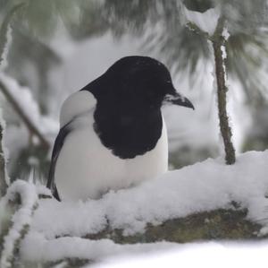 Black-billed Magpie