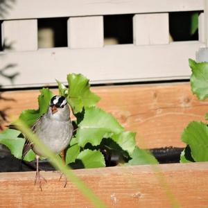 White-crowned Sparrow