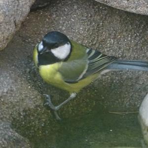 Great Tit