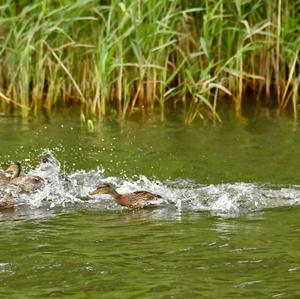 Common Coot