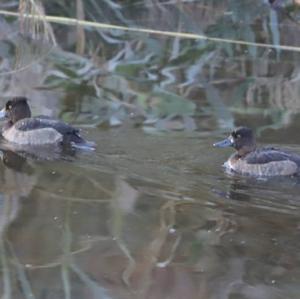 Tufted Duck