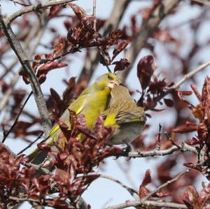 European Greenfinch