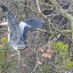 Grey Heron