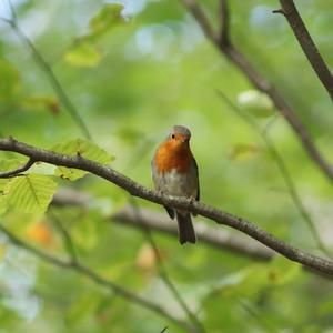 European Robin