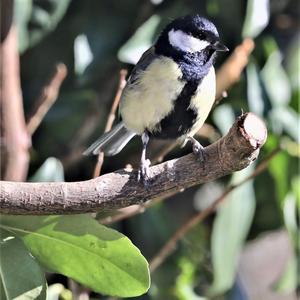 Great Tit