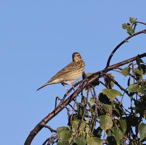 Tree Pipit