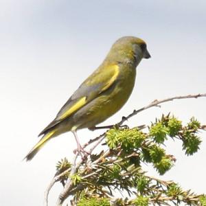 European Greenfinch