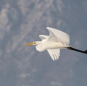 Great Egret