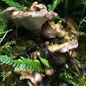 Sheep Polypore