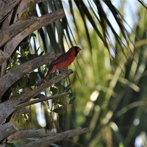 Northern Cardinal