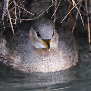 Little Grebe