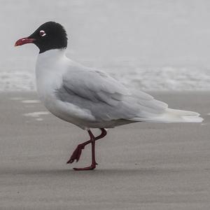 Mediterranean Gull