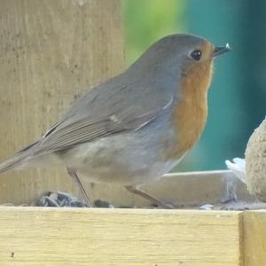 European Robin