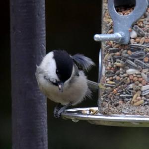 Willow Tit