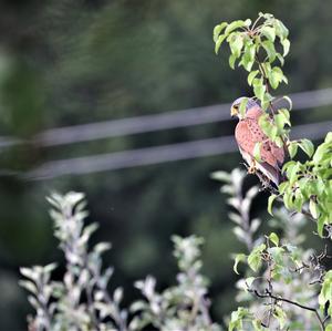 Common Kestrel