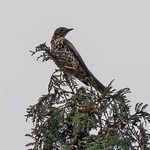 Mistle Thrush