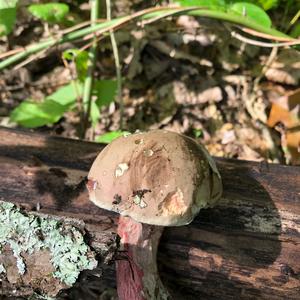 Red-cracked Bolete