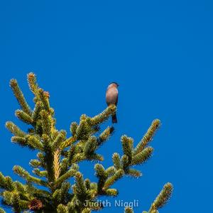 Eurasian Bullfinch