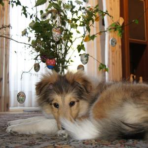 Shetland Sheepdog