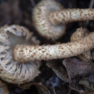 Scaly Pholiota