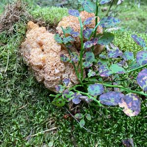 Eastern Cauliflower Mushroom