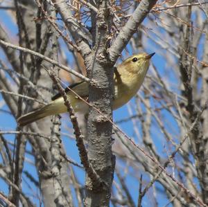 Common Chiffchaff