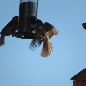 House Sparrow