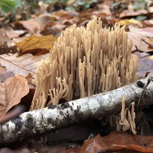 Straight-branched Coral