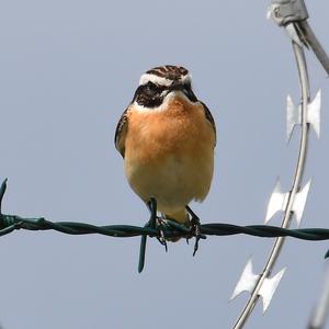 Whinchat