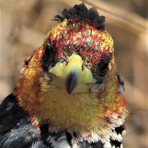 Crested Barbet