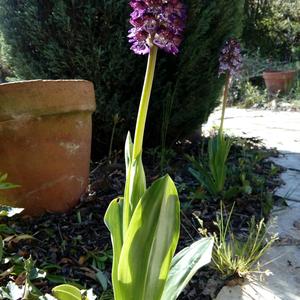 Unknown Species