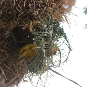 Vitelline Masked-weaver