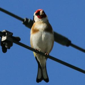 European Goldfinch