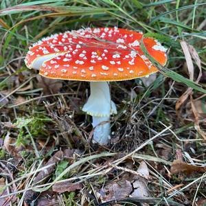 Fly Agaric