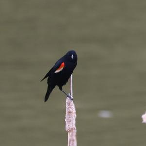 Red-winged Blackbird