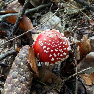 Fly Agaric