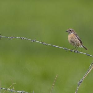 European stonechat