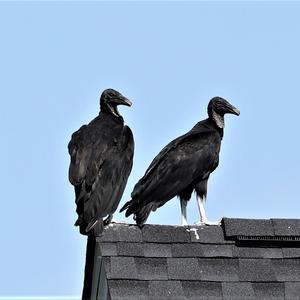 Black Vulture